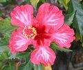Waimea_Beauty.JPG