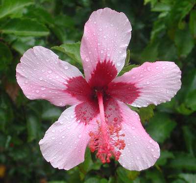 Fijian_Pink.jpg