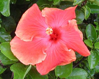 Mary_Wallace.jpg