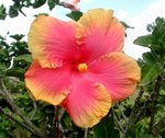 Aloha.JPG