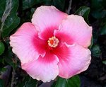 Boolarong.JPG