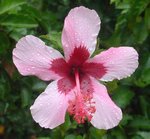Fijian_Pink.jpg