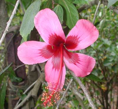 Fiji_Island2.JPG