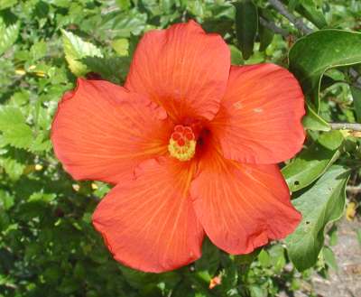 Herberton_Orange.JPG