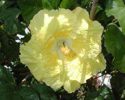 Kinchens_Yellow.JPG