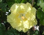 Kinchens_Yellow.JPG