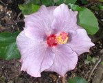 Morning_Glory.JPG