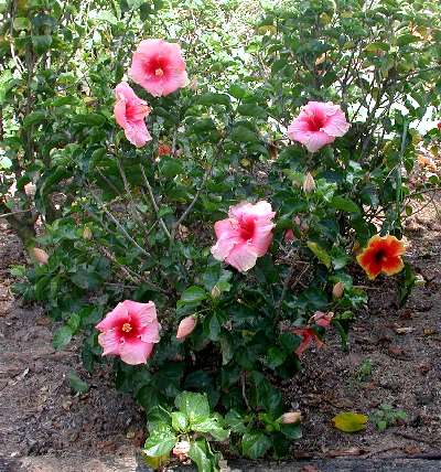 Boolarong-bush.jpg