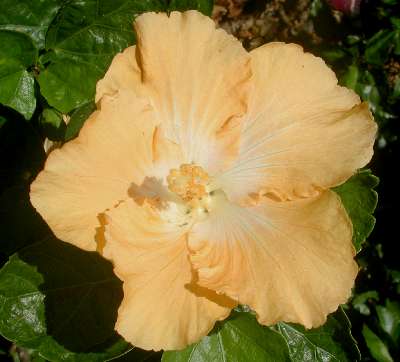 Buttercup.jpg