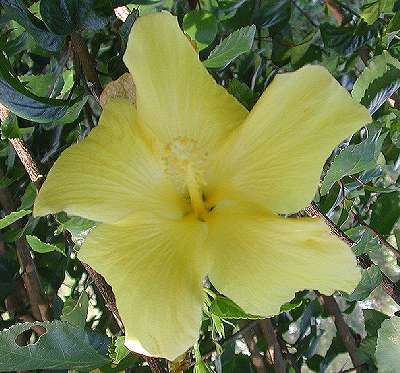 Fort_Myers_single_yellow.jpg