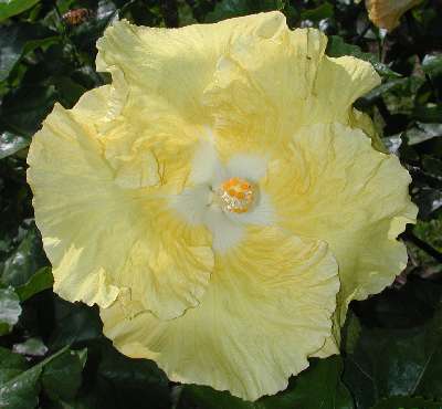 Kinchens_Yellow.jpg