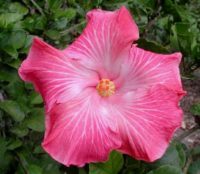 Lils_Pink2.jpg