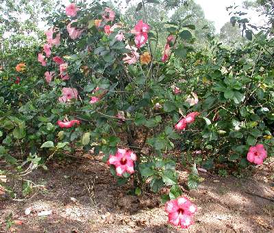 Mr_Floton-bush.jpg