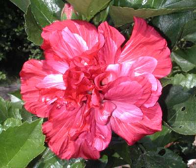 Pink_Bouquet.jpg