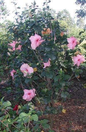 Pink_Panther-bush.jpg