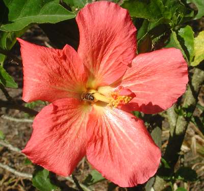 Regs_unknown_seedling.jpg