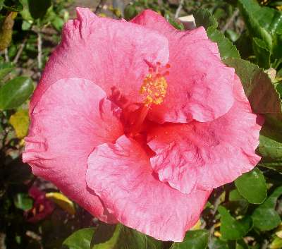 Seedling-unnamed.jpg