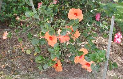 Star_Attraction-bush.jpg