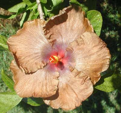 Wallflower.jpg