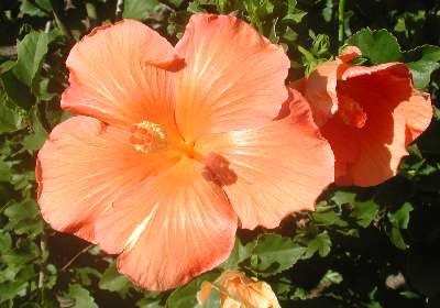 seedling-unnamed2.jpg