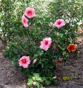 Boolarong-bush.jpg