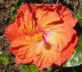 Ella_Ts_sister[FiestaxThe_Path].jpg
