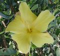 Fort_Myers_single_yellow.jpg