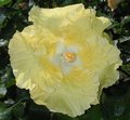 Kinchens_Yellow.jpg