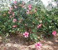 Mr_Floton-bush.jpg