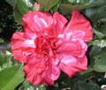 Pink_Bouquet.jpg