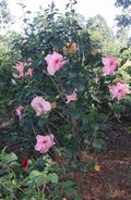 Pink_Panther-bush.jpg