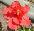 Regs1030-a.jpg