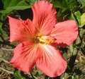 Regs_unknown_seedling.jpg