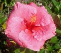 Seedling-unnamed.jpg