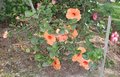 Star_Attraction-bush.jpg