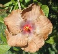 Wallflower.jpg
