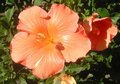 seedling-unnamed2.jpg