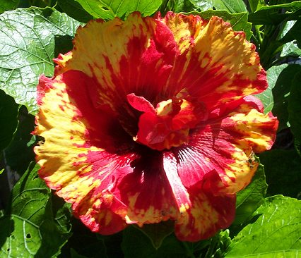 Admirals_Braid RMan.jpg