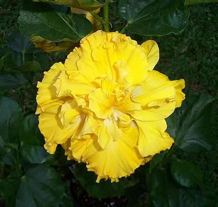 Fernberg Sun.jpg