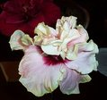 Maroochy_Dawn [Rosalind  x Purple_Majesty] RMan.jpg