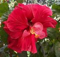 Maroochy_Samba RMan.jpg