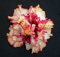 Maroochy_Tango [Rosalind_x_Purple_Majesty].jpg