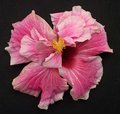 Purple_Majesty-x-Pink_Mist-RMan.jpg